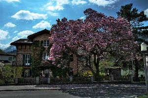 Magnolia 2.jpg